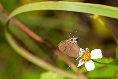 Electrostrymon angelia