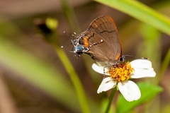 Electrostrymon angelia