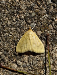 Ostrinia nubilalis