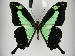 Papilio phorcas congoanus