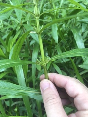 Hygrophila costata