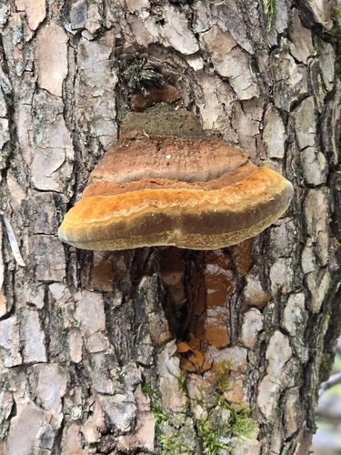 Cracked Cap Polypore