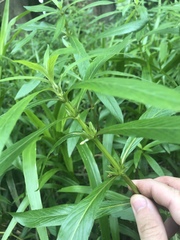 Hygrophila costata