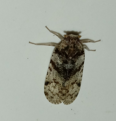 žilnatka rakytová (Cixius nervosus)