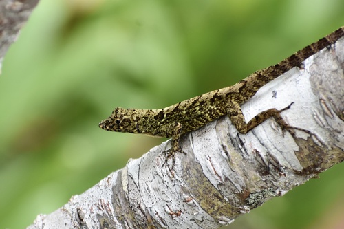 Bueycito Anole