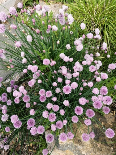 Chives