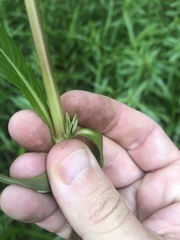 Hygrophila costata