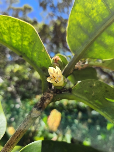 Melicope spathulata observed 2024-09-03