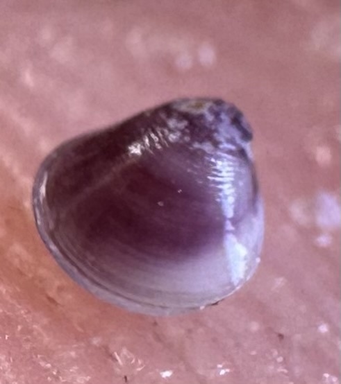 amethyst gemclam