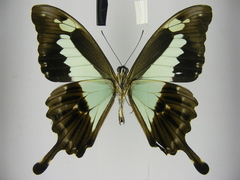 Papilio phorcas congoanus