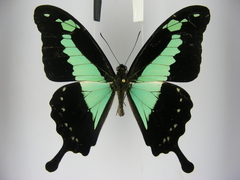 Papilio phorcas congoanus