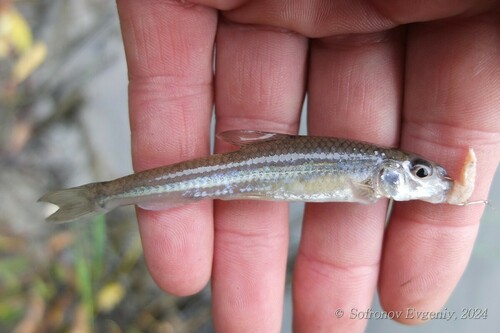 Whitefin gudgeon (Romanogobio albipinnatus) — Cyprinidae — 3