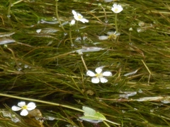 Ranunculus fluitans