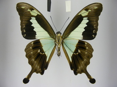 Papilio phorcas congoanus