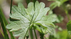 Sidalcea ranunculacea