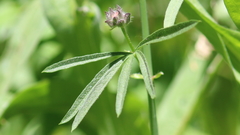 Sidalcea ranunculacea