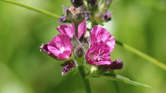 Sidalcea ranunculacea