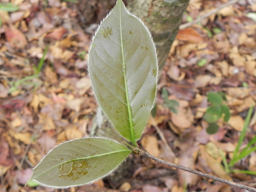 Terminalia argentea, photograph 1