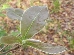 Terminalia argentea