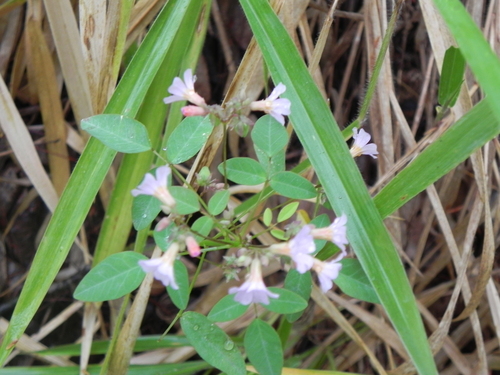 Image of Oxalis Cytisoides (Oxalis cytisoides) by (c) Thomaz Ricardo Favreto Sinani, some rights reserved (CC BY)