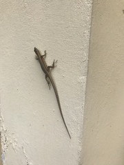 Podarcis muralis