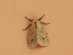 Spilosoma lutea