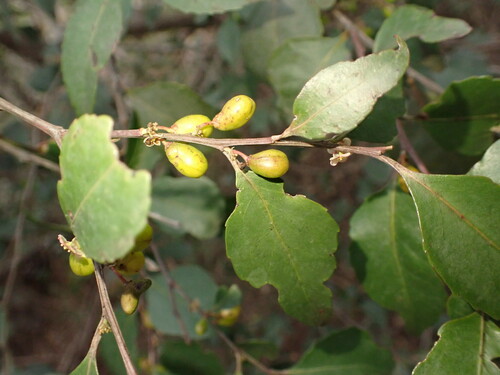 Image of Maytenus acuminata by (c) agujaceratops, some rights reserved (CC BY)