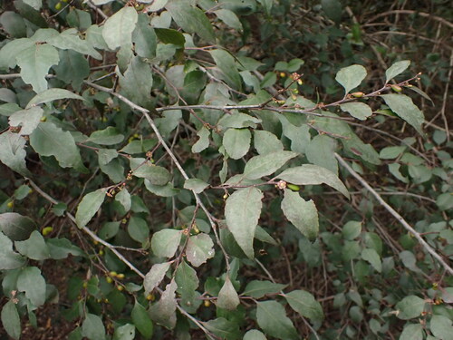 Image of Maytenus acuminata by (c) agujaceratops, some rights reserved (CC BY)