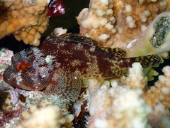 Tinkham's Scorpionfish photo 5