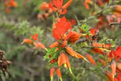 Castilleja integrifolia