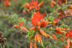 Castilleja integrifolia
