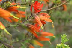 Castilleja integrifolia