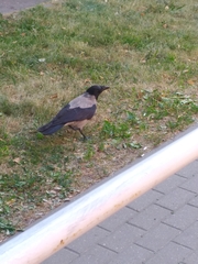Corvus cornix