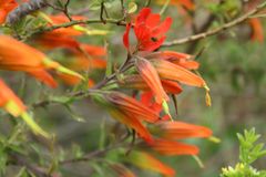 Castilleja integrifolia