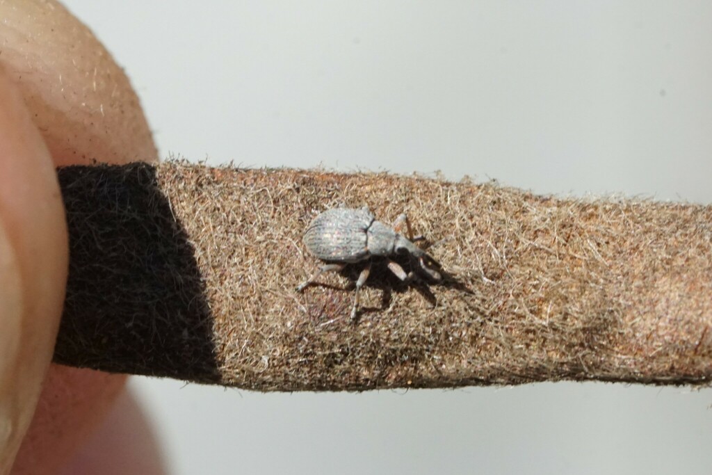 Sayapion segnipes