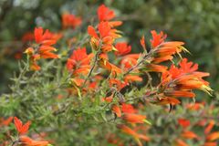 Castilleja integrifolia