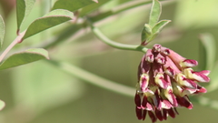 Hosackia crassifolia