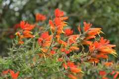 Castilleja integrifolia