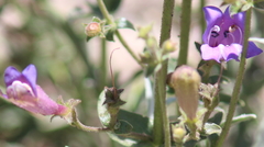 Penstemon heterophyllus