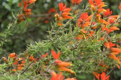 Castilleja integrifolia