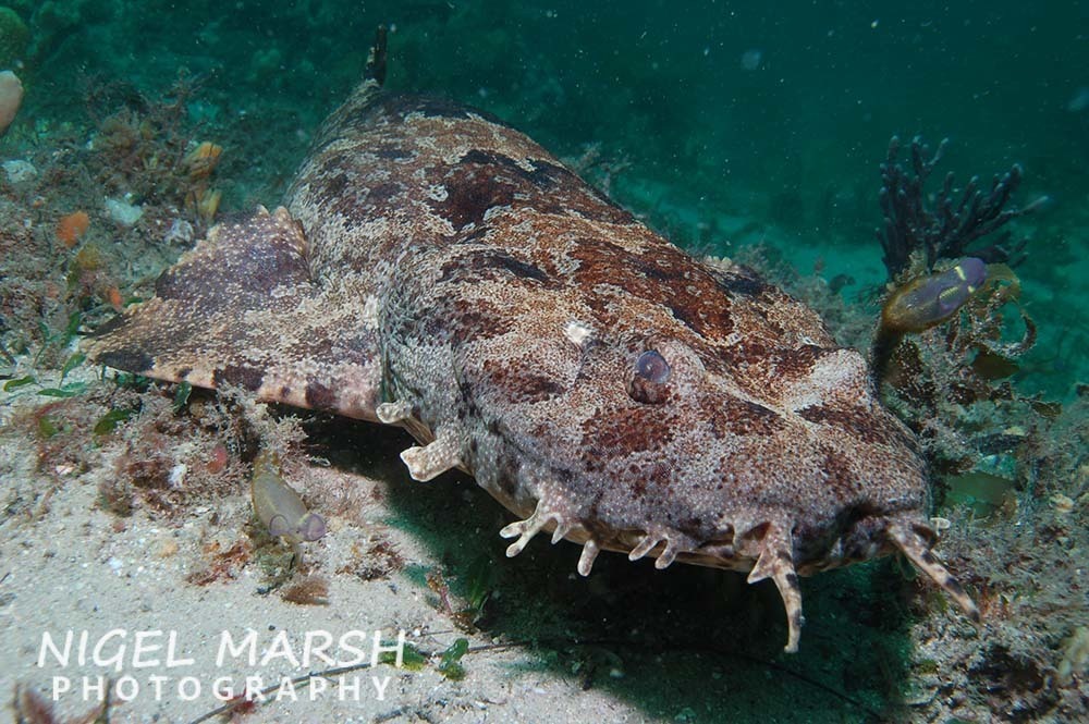 Ornate Wobbegong