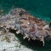 Ornate Wobbegong - Photo (c) Nigel Marsh, some rights reserved (CC BY-NC), uploaded by Nigel Marsh