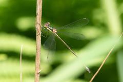 Lestes inaequalis