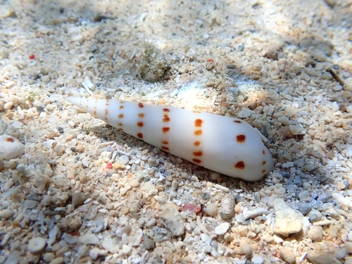 Oxymeris felina observed 2024-09-04