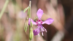 Clarkia rhomboidea