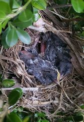 Pipilo erythrophthalmus