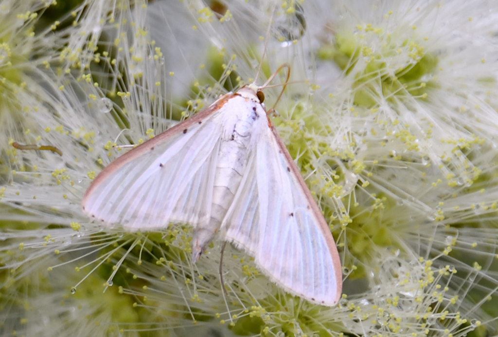 Four-spotted Palpita Moth from Bustamante, N.L., México on September 4 ...