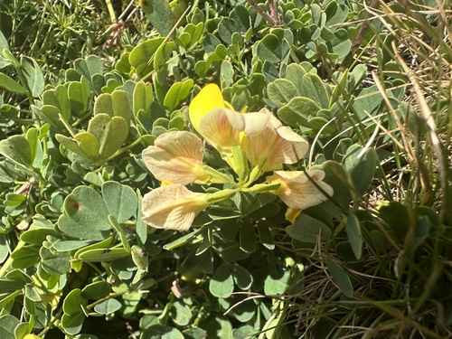 Coronilla orientalis, photograph 1