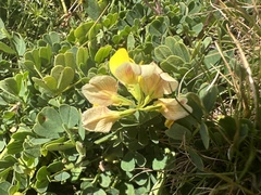 Katrin Simon, CC BY, iNaturalist via GBIF Coronilla orientalis, photograph Katrin Simon, CC BY, iNaturalist via GBIF