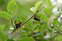 Monocesta ducalis